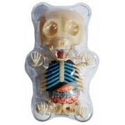 4D Master Gummi Bear Skeleton Anatomy Model Kit, Clear