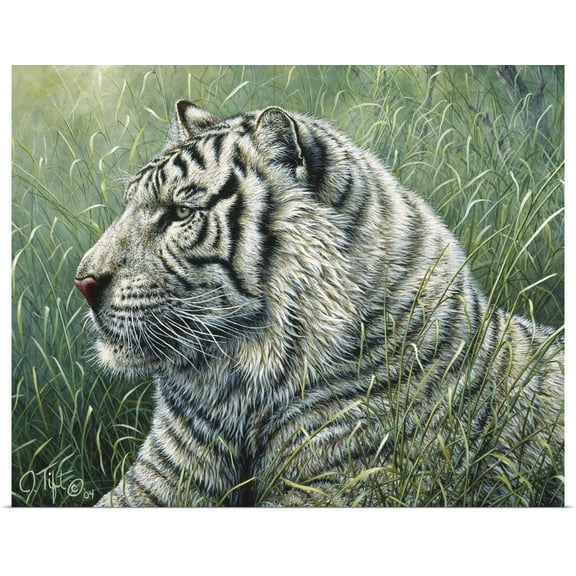Great BIG Canvas | Rolled Jeff Tift Poster Print entitled White Tiger