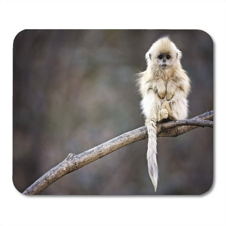 KDAGR The White Snub Nosed Monkey Sitting on Branch Mousepad Mouse Pad Mouse Mat 9x10