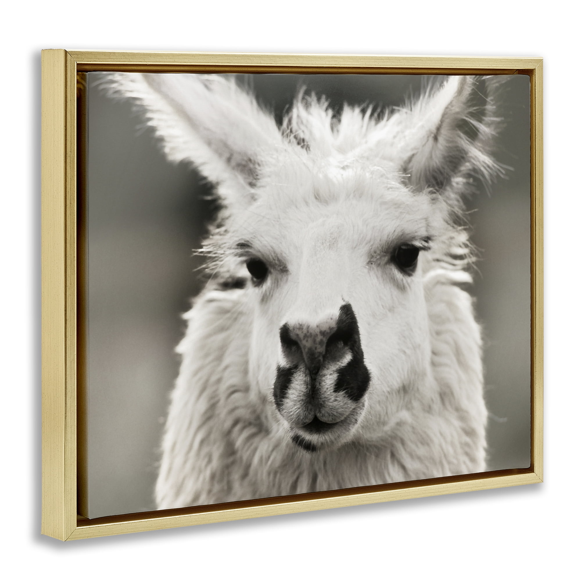 Stupell Industries Llama Gazing Portrait Animals & Insects Photography Gold Floater Framed Canvas Art Print Wall Art, 21 x 17