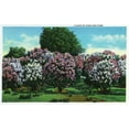 thumbnail image 3 of 15 fl oz Ceramic Mug, Rochester, New York, Highland Park Lilacs in Bloom, Dishwasher & Microwave Safe, 3 of 3