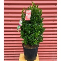 Green Mountain Boxwood