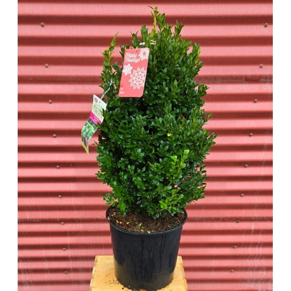 Green Mountain Boxwood