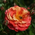 thumbnail image 3 of Heirloom Roses Rose Bush - Frida Kahlo™ Floribunda , Live Rose Plant, 3 of 6