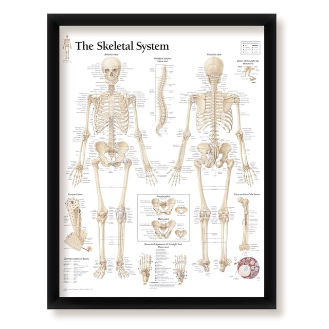 The Skeletal System Framed Medical Educational Informational Poster Diagram Doctors Office School Classroom 22x28 Inches