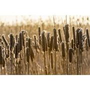 Seedville 50 Cattails Flower Seeds, Water Pond Grass