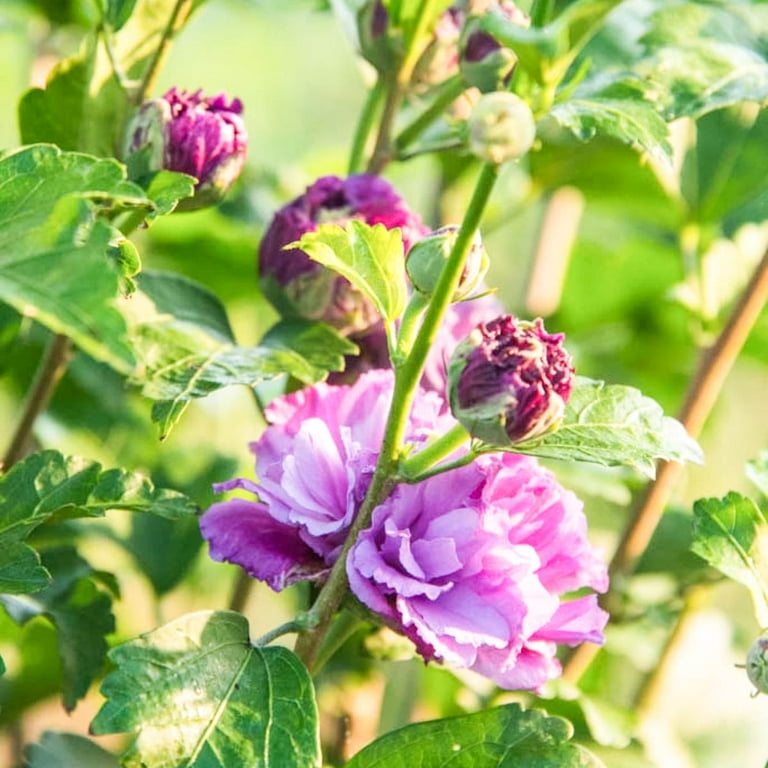 Blueberry Smoothie Rose of Sharon Althea Tree Deciduous Flowering Shrub, in a 1 gallon pot