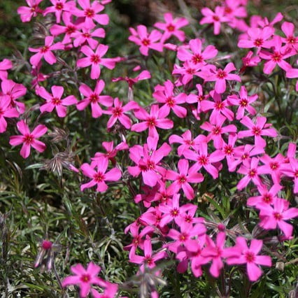 Expert Gardener 2.5 Quart Multicolor Creeping Phlox Perennial