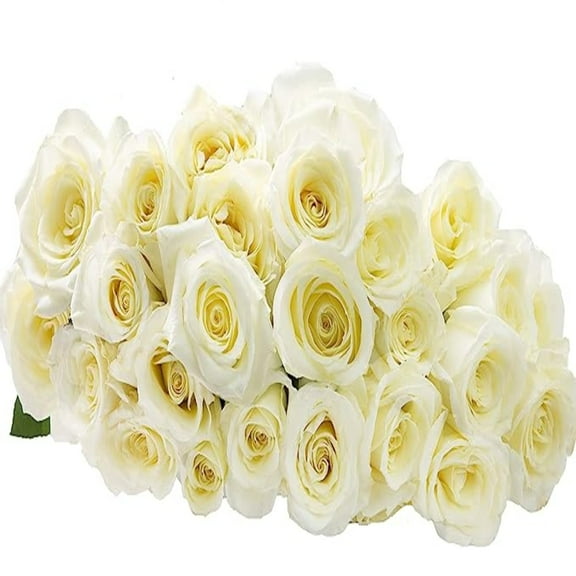 KaBloom : 24 White Roses, Next-Day Delivery, Gift for Every Occasion.