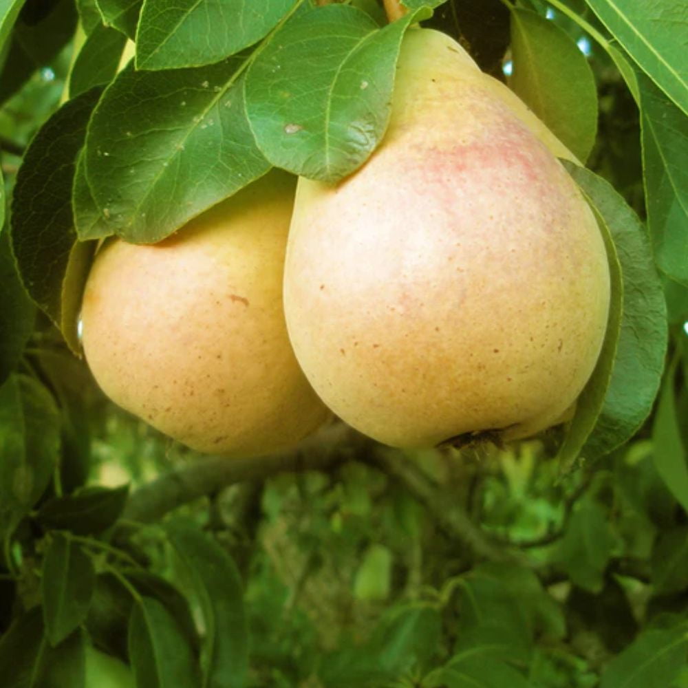 Expert Gardener 2-3 ft tall Pineapple European Pear Live Tree in 5-Gallon Grower Pot