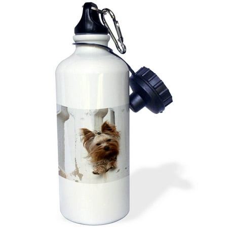 

3dRose Image of Yorkie Between Cement Railing - Straw Water Bottle 21-ounce