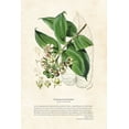 thumbnail image 2 of CAG 11x14 Gold Ornate Wood Framed with Double Matting Museum Art Print Titled - Himalayan Plants - Duabanga sonneratioides, 2 of 4