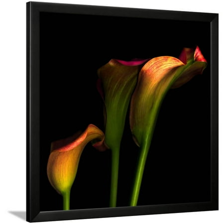 Calla Lily Garden Art - Calla Lily 2 Framed Print Wall Art By Magda Indigo