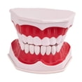 thumbnail image 2 of Modelo de diente multifuncional educativo para adultos, modelo de cepillado dental para enseñanza Fijado, 2 of 9