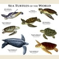 thumbnail image 3 of CafePress - Sea Turtles Of The World Light T Shirt - Men's Classic Graphic T-Shirt, 3 of 4