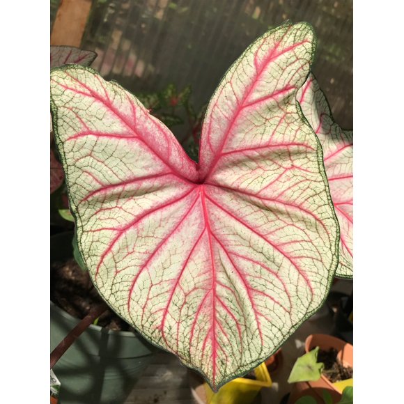 Caladium Bulbs