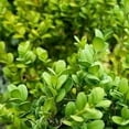 thumbnail image 5 of Japanese Boxwood  3 Extra Large 3 Gallon Plants  Dense & Evergreen Shrub, Ideal for Elegant Hedges, Topiary, Borders, and Landscape Design, Hardy & Drought Tolerant, 5 of 7