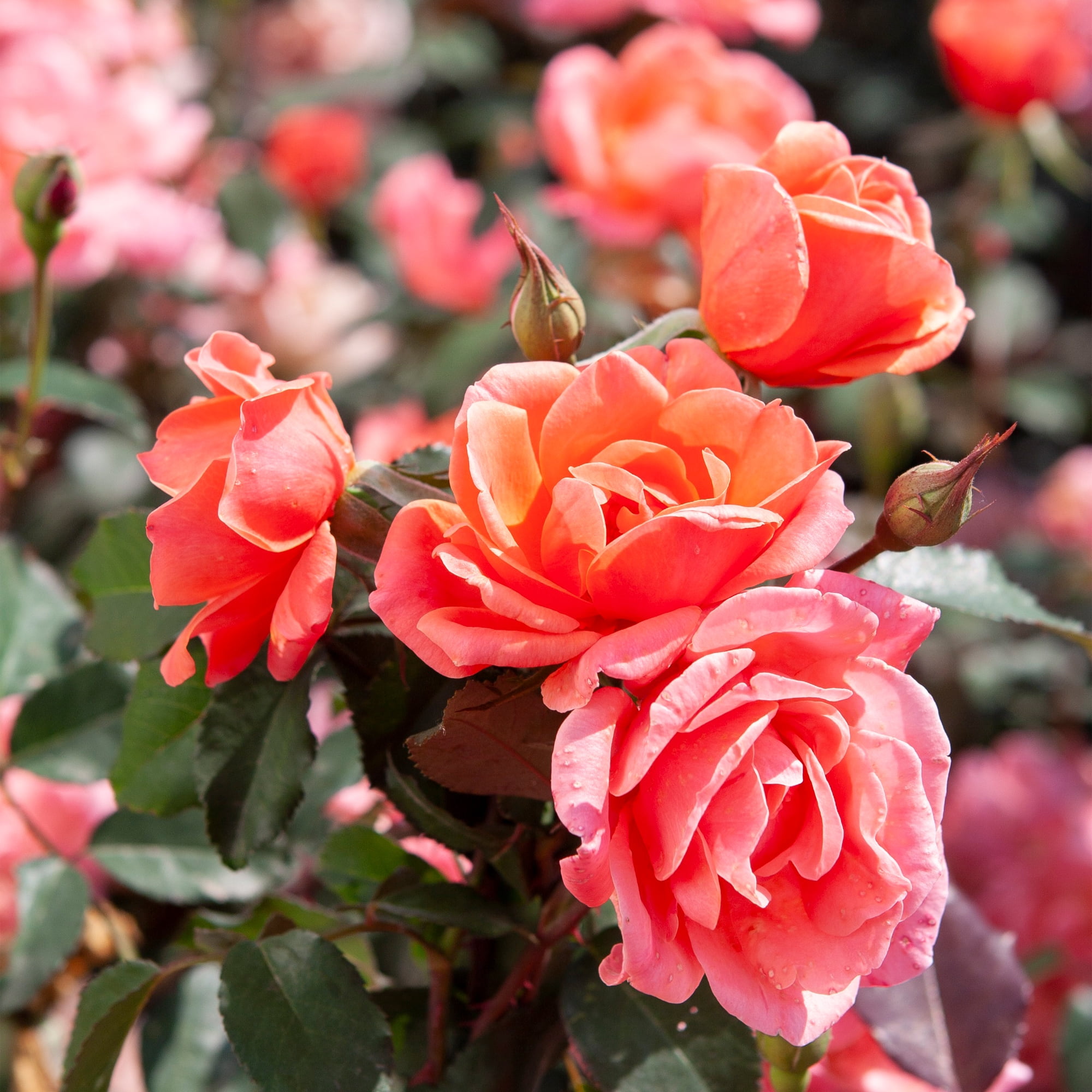The Knock Out® Family of Roses 'The Coral Knock Out® Rose' Live Shrub in 1-Gallon Grower Pot