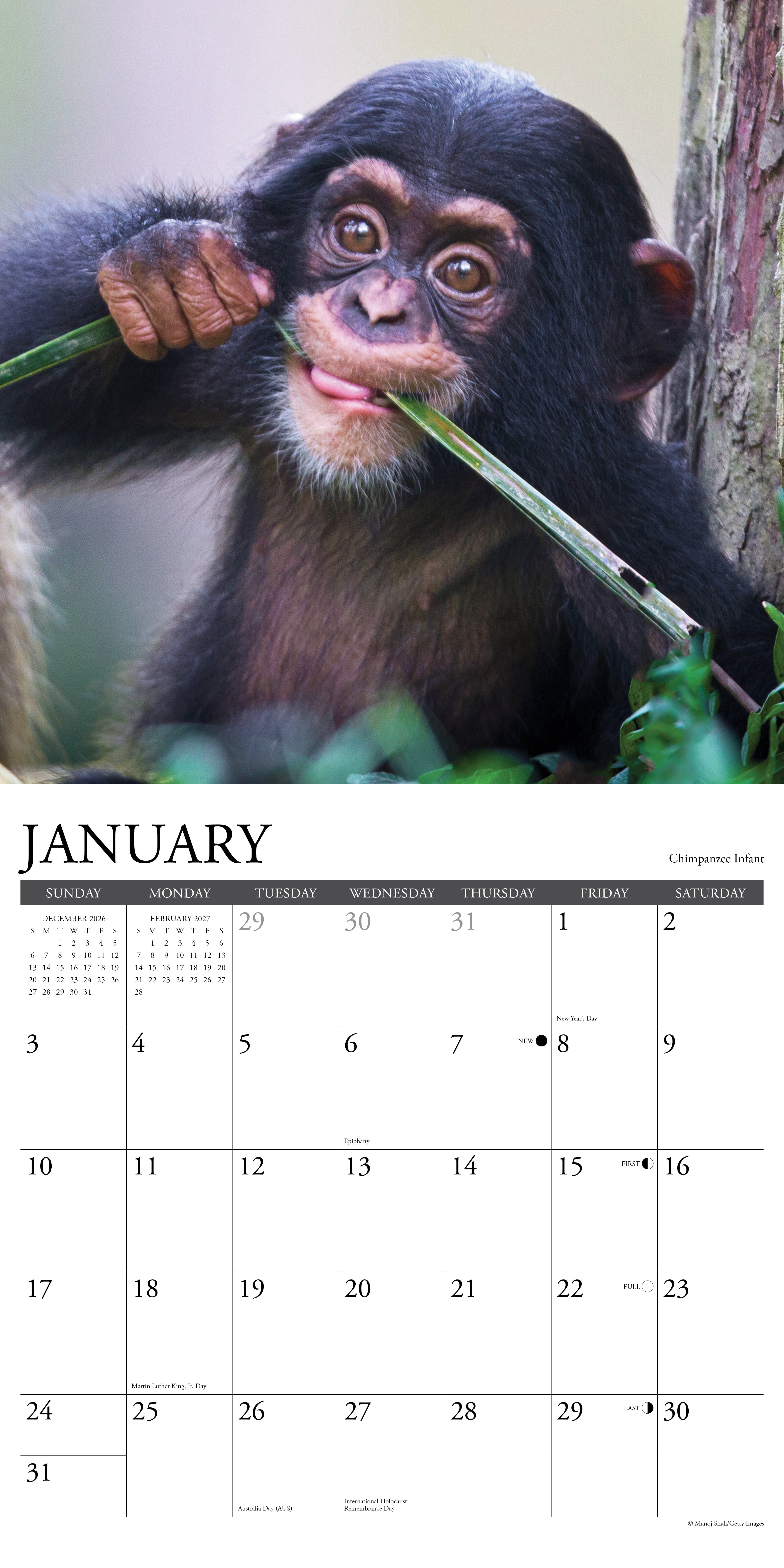 Willow Creek Press, Baby Animals 2027 Wall Calendar