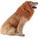 thumbnail image 3 of Melena de León para Perros - Melena de León Realista y Divertida - Melena de León Complementaria para Disfraces de Perro - Peluca de Melena de León para Perros Medianos a Grandes ER, 3 of 7