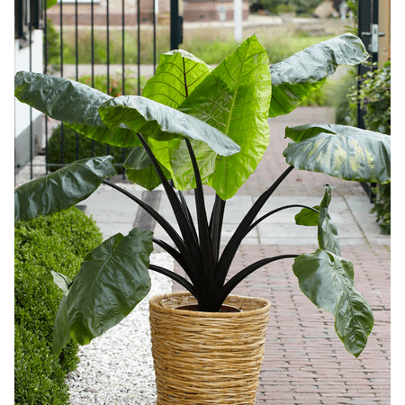 Black Stem Alocasia Plant 4-8 Inch Tall, Tropical Alocasia Indoor Houseplant, Well Rooted Elephant Ear for Growing