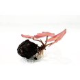 Super Red Set Package Live Aquarium Decorations Aquatic Plants for Fish