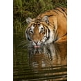 thumbnail image 2 of Jones, Adam 23x32 White Modern Wood Framed Museum Art Print Titled - Siberian Tiger reflection while drinking-Panthera tigris Altaic Captive, 2 of 4