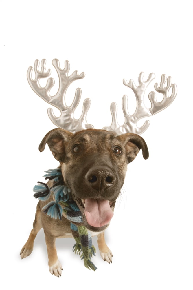 Dog With Antlers Ca