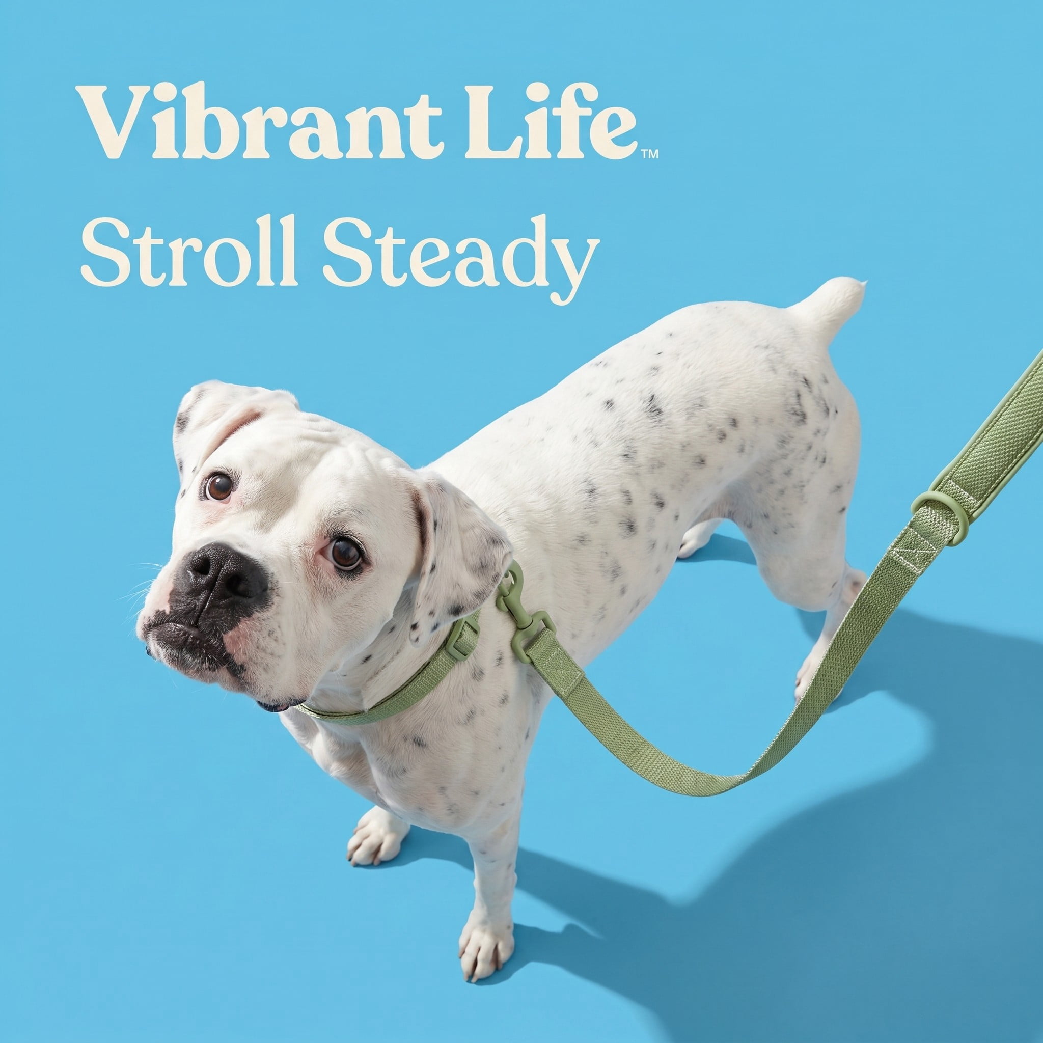 Vibrant Life Neoprene Cushioned Dog Leash for Medium Large Dogs