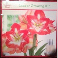 Holiday Time Indoor Growing Kit - Amaryllis 'Minerva'