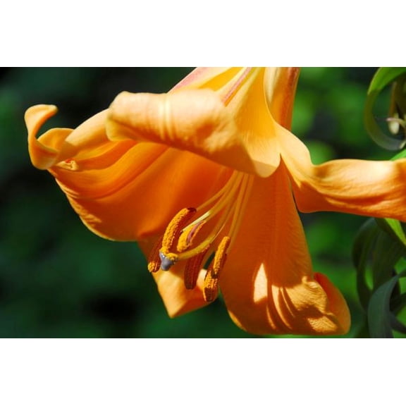 African Queen Trumpet Lily 2 Bulbs 16/18cm Bulbs- Yellow/Orange/Brown