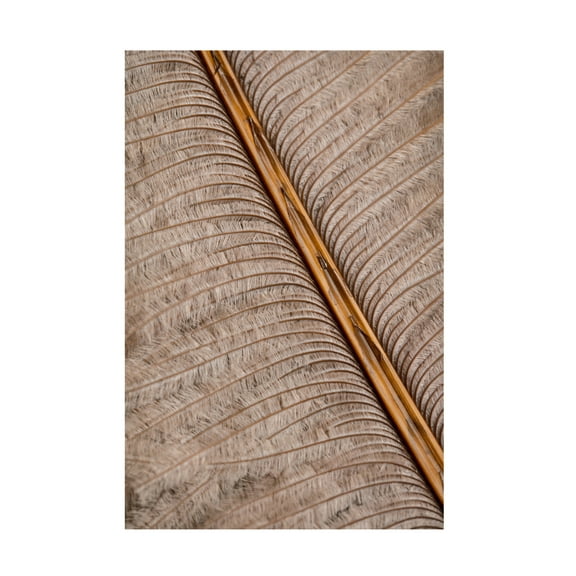 Trademark Fine Art Pictufy Studio Feather Canvas Wall Art