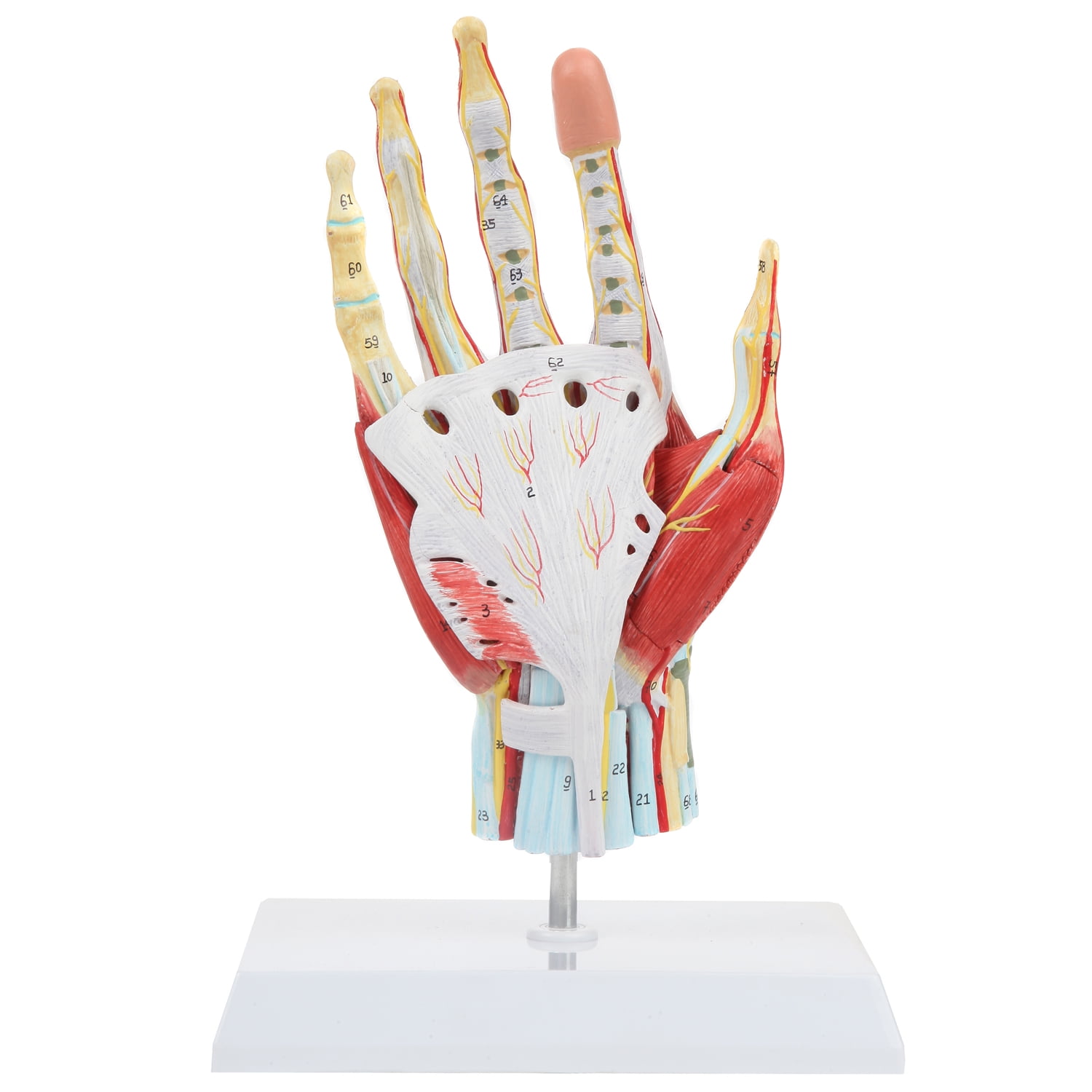 Axis Scientific Anatomy Model of Hand with Muscles, Ligaments, Nerves