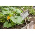 thumbnail image 2 of Horton, Janet 24x17 Black Ornate Wood Framed with Double Matting Museum Art Print Titled - Issaquah-Washington State-USA Squash plant with blossom, 2 of 4