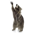 thumbnail image 2 of Raccoon 9 Months Procyon Wall Decal by Wallmonkeys Peel and Stick Graphic (36 in H x 17 in W) WM164020, 2 of 4
