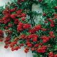 thumbnail image 1 of 25 SCARLET FIRETHORN Pyracantha Coccinea Bush Shrub Flower Seeds, 1 of 5