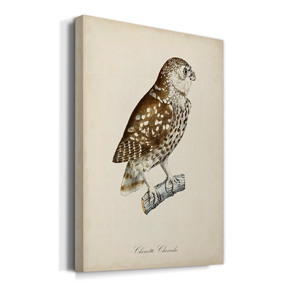 French Owls I Premium Gallery Wrapped Canvas - Ready to Hang