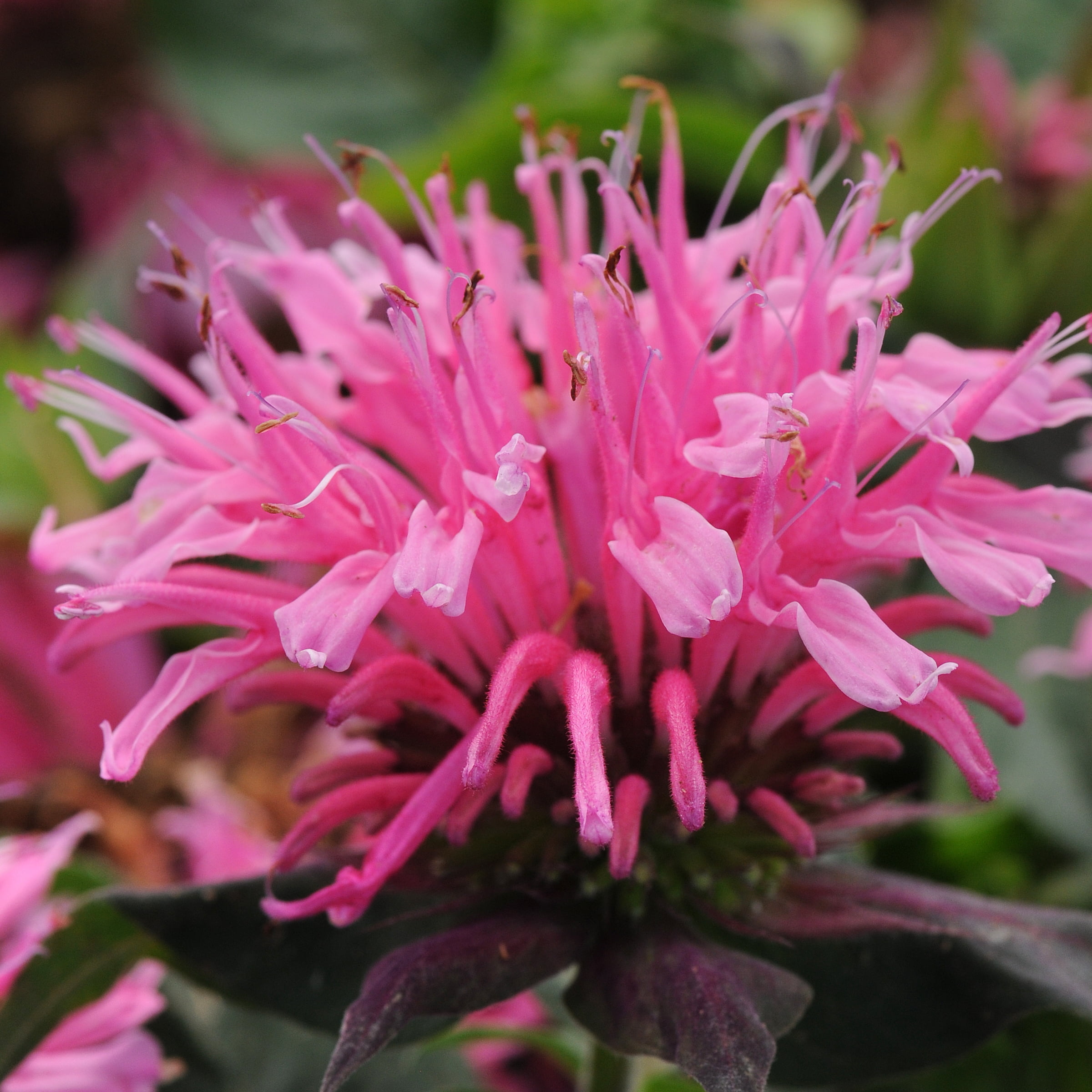 4 in. 3-N-1 Balmy Bergamot Plant (3-Pack)