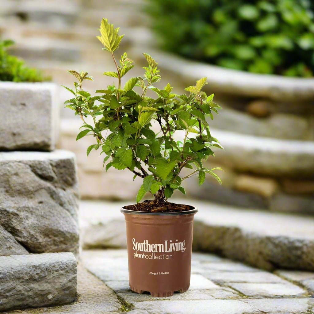 Southern Living Osage Thornless Blackberry Bush Live Shrub in 2.5-Quart Grower Pot