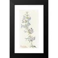 thumbnail image 2 of Margaret Armstrong 9x14 Black Modern Framed Museum Art Print Titled - Penstemon Cyananthus (1915), 2 of 5
