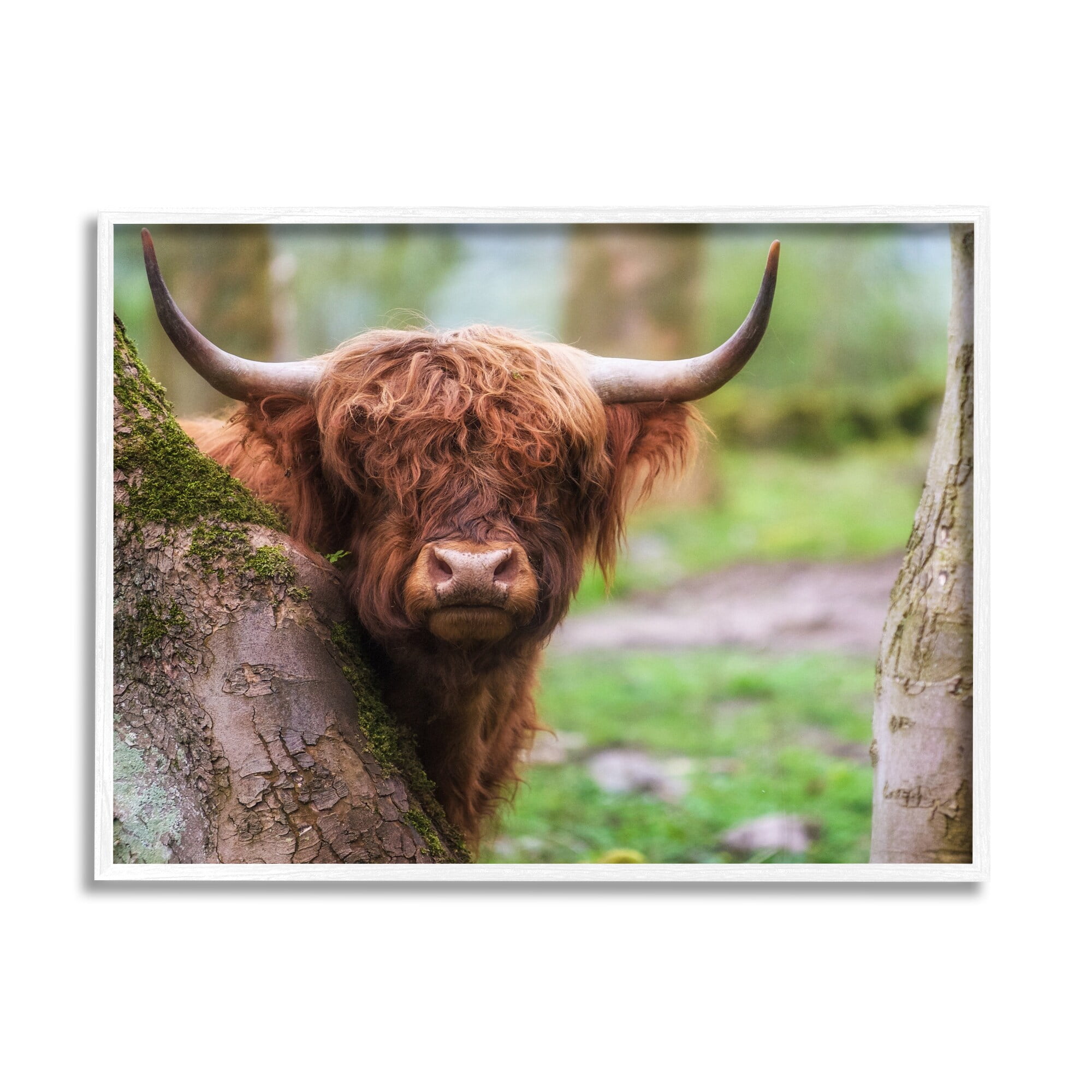 Stupell Industries Highland Cattle Peering Between Trees Lush Nature Scene Photograph White Framed Art Print Wall Art, Design by James Dobson