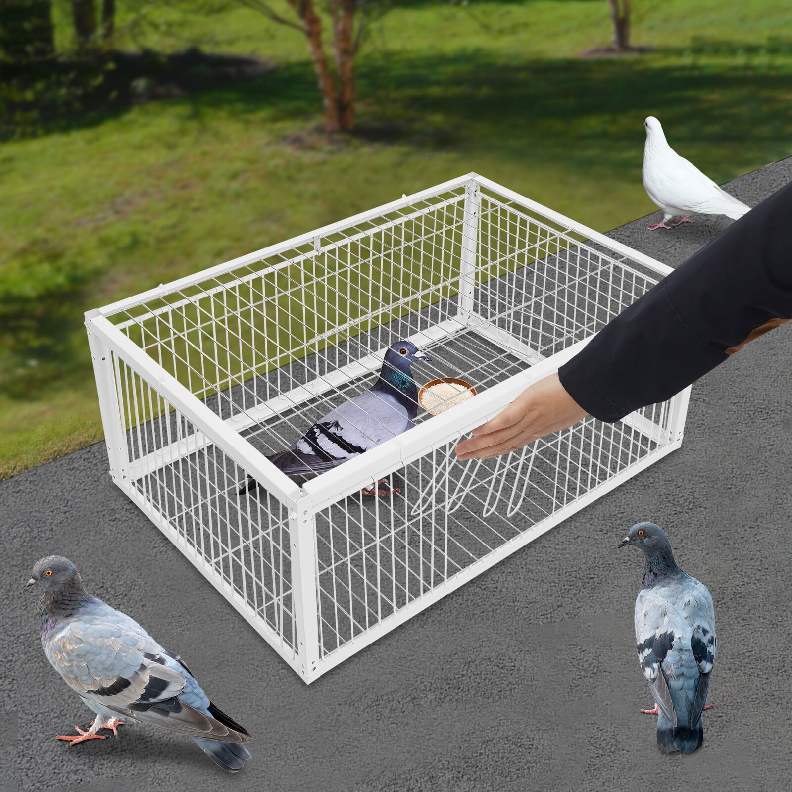4-Doors Pigeon Cage White Iron Quail Feeder one-way Cage Freestanding Modern