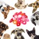 thumbnail image 4 of Lazos para el pelo de mascotas, accesorios para el pelo de mascotas, lazos para el pelo de gato, para mascotas pequeñas Fugacal  CW07318, 4 of 5
