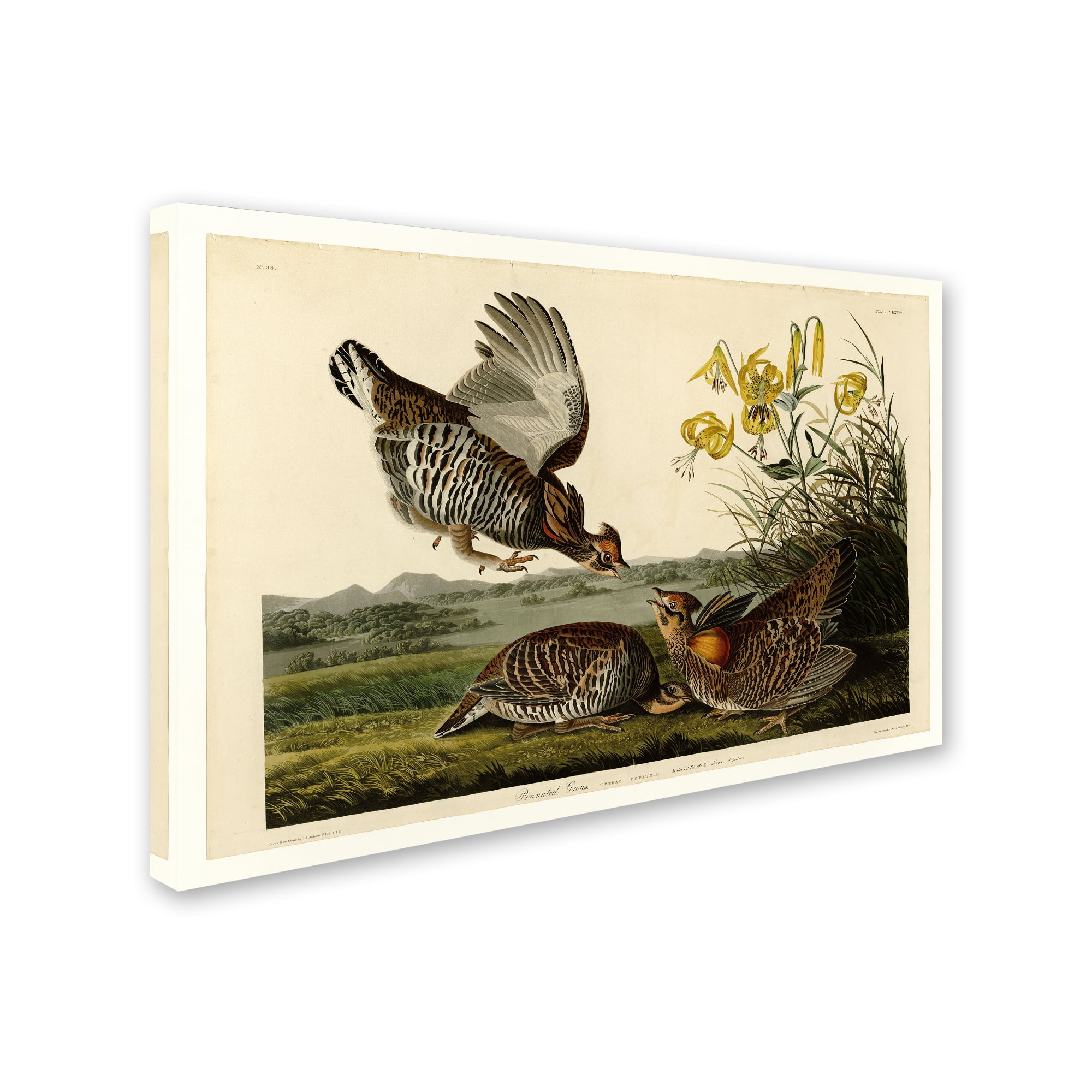 Audubon 'Pinnated Grouseplate 186' Canvas Art
