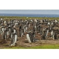 thumbnail image 2 of Illg, Cathy and Gordon 18x13 Black Ornate Wood Framed with Double Matting Museum Art Print Titled - Falkland Islands, Bleaker Island Gentoo penguins, 2 of 4