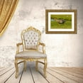 thumbnail image 3 of Illg, Cathy and Gordon 14x11 Gold Ornate Wood Framed with Double Matting Museum Art Print Titled - Bleaker Island Female upland goose running, 3 of 4