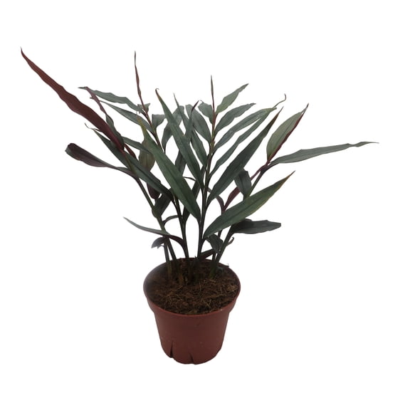 Red Bamboo Ginger Plant - Alpinia luteocarpa - Fragrant - 4" Pot