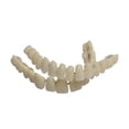 thumbnail image 5 of Modelo de prótesis dental artificial de plástico de doble hilera, material didáctico oral, 5 of 5