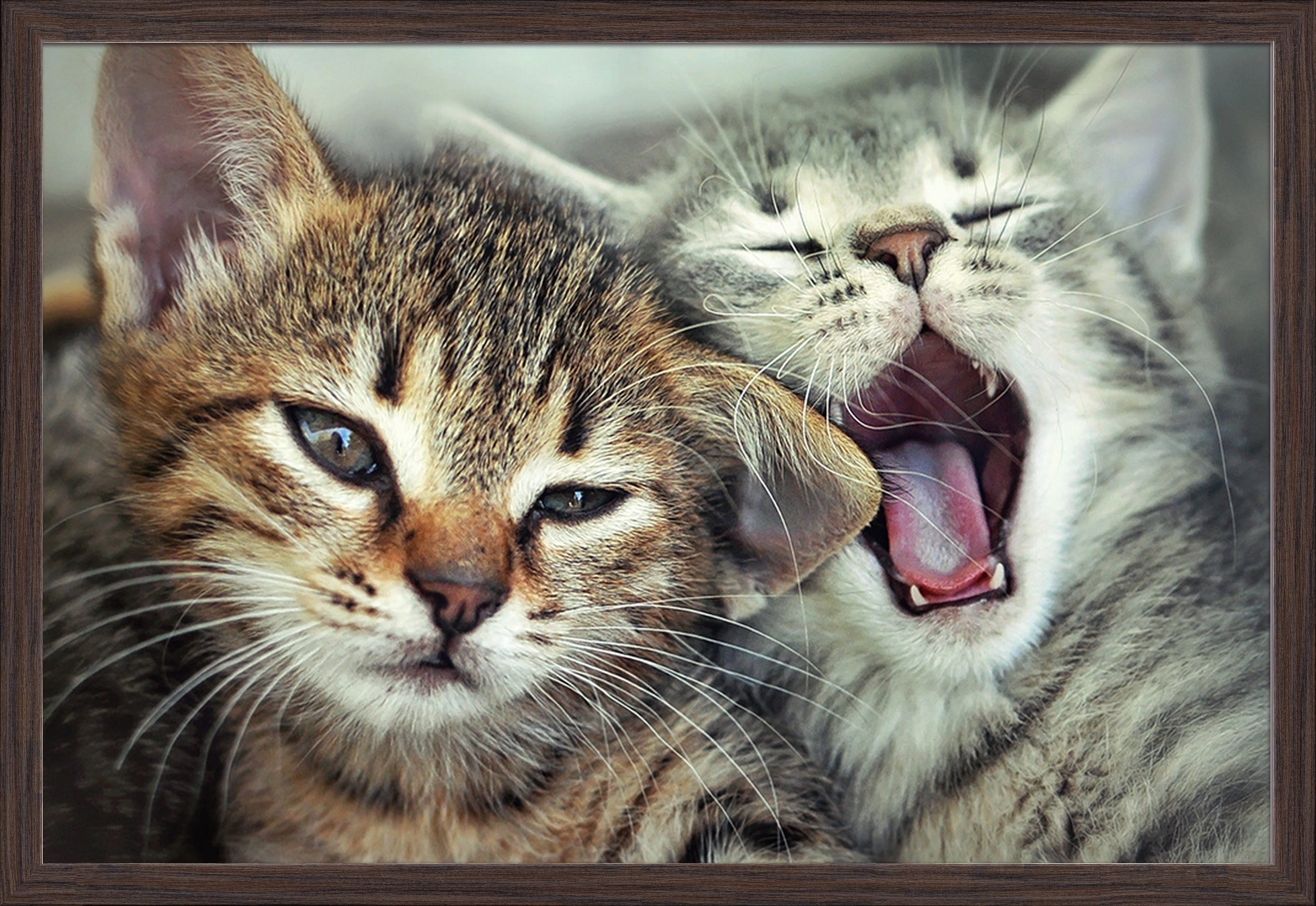 Kittens Lounging 18x12 Gallery Wrapped Stretched Canvas
