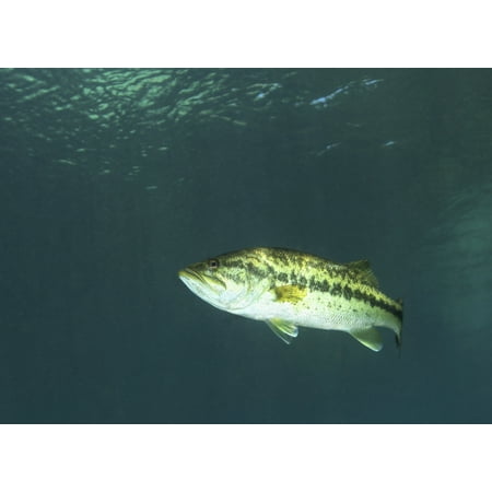 A Florida Largemouth Bass swims by in the clear waters of Rainbow River just down stream from the head waters of Rainbow Springs near Dunnellon Florida Poster